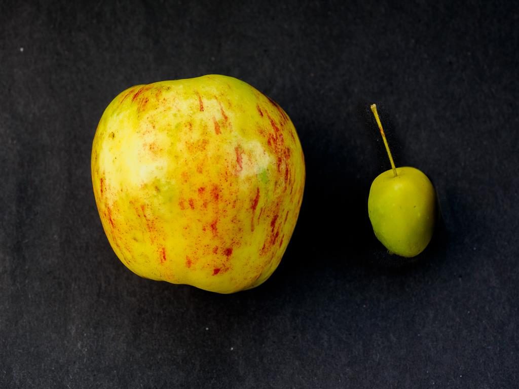 Wild apple vs cultured one