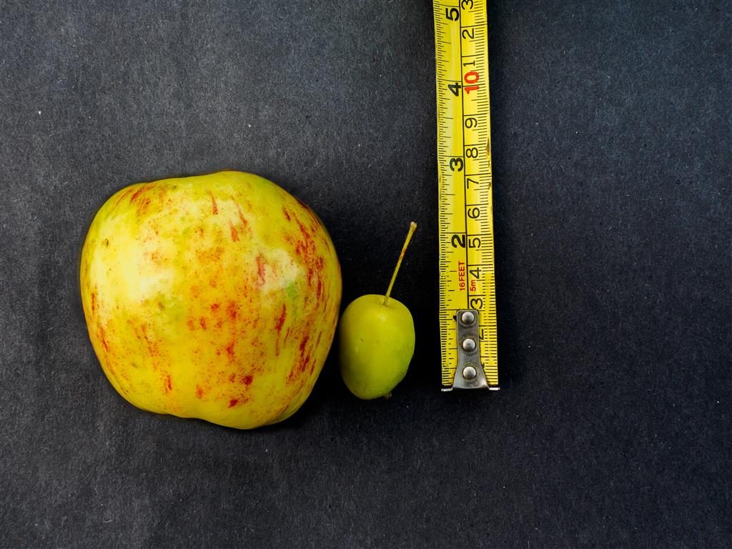 Wild apple measurement
